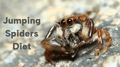 a jumping spider sitting on the ground with text overlay that reads, jumping spiders diet