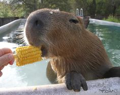 a capybara eating corn on the cob in an outdoor swimming pool area