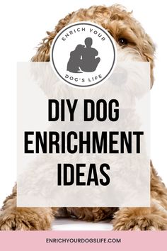 a dog with the words diy dog enrichment ideas