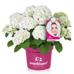 white flowers in a pink flower pot with the name ever bloom on it's label