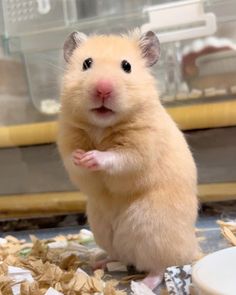 Hamster Aesthetic, Hamster Cute, Aesthetic Funny, A Hamster, Life Is Hard, Silly Cats, Cuteness Overload