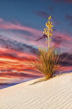 a tall plant sitting on top of a snow covered hill under a colorful sky with clouds