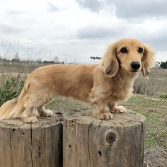 a long haired dog standing on top of a wooden post