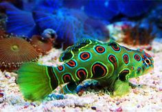 a green and blue fish sitting on top of a sandy ocean floor next to other sea creatures