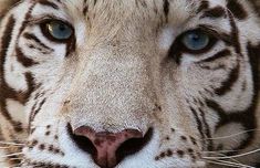 White Tiger, Leopards, Doja Cat, Big Cats, Beautiful Creatures, Blue Eyes, Art Inspo, Feline, We Heart It