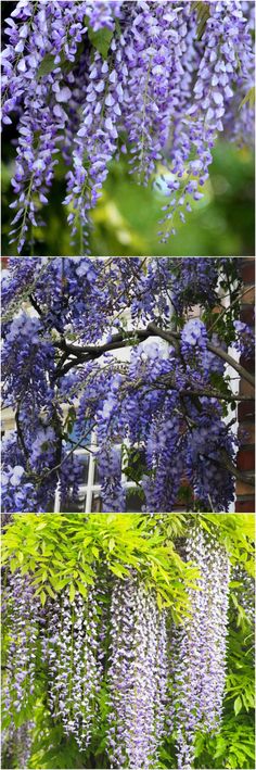 purple flowers growing on the side of a building