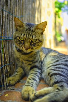 a cat laying on the ground next to a wire fence and looking at the camera