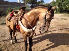 a brown horse standing on top of a dirt field