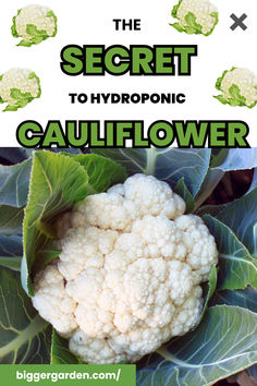 Hydroponic Cauliflower Hydroponic Onions, Hydroponic Garlic How To Grow, Hydroponics With Fish, Growing Cauliflower, What Is Hydroponics, Hydroponic Vegetables, Diy Hydroponic Nutrient Solution, Tasty Cauliflower, Hydroponic Ppm Chart