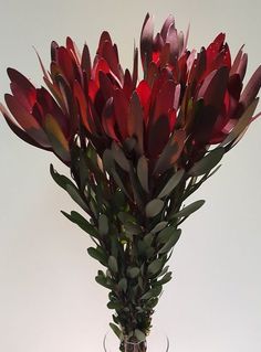 a vase filled with red flowers on top of a table