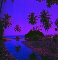 palm trees and water at night with purple sky