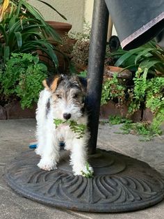 a small white and brown dog standing on top of a cement floor next to potted plants