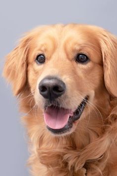 a close up of a dog looking at the camera