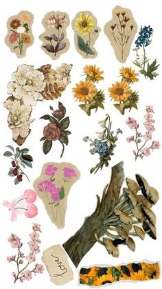 an assortment of flowers are shown on a white background