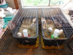 two cages filled with birds sitting on top of each other