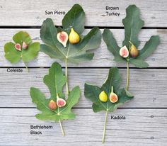 figs are growing on the tree with their leaves and fruits labeled in english words