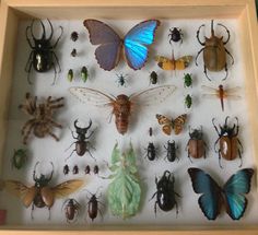 a shadow box filled with lots of bugs and insects