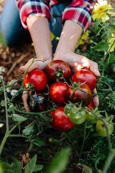 a person picking tomatoes from a bush in the garden with their hands on top of them