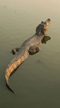 an alligator is swimming in the water