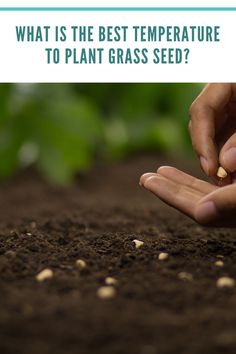 someone is planting seed in the dirt with their hands on top of it and text that reads, what is the best temperature to plant grass seed?