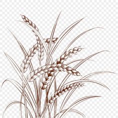 a drawing of wheat on a white background with no background, hd png clipart