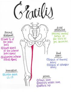 an image of the bones and their names