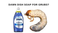 a bottle of dawn dish soap next to a worm on a white background with the words dawn dish soap for grubs?