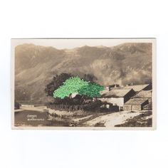 an old photo with a green tree in the middle