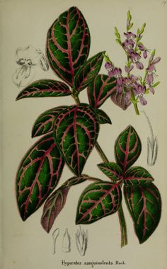 an illustration of a plant with purple flowers and green leaves on the top of it