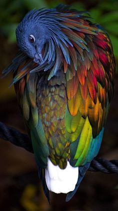 a colorful bird sitting on top of a rope