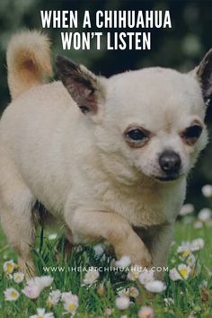 a small white dog running through the grass with flowers in front of it and text that reads, when a chihuahua won't listen