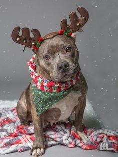 a brown dog wearing reindeer antlers on top of a blanket