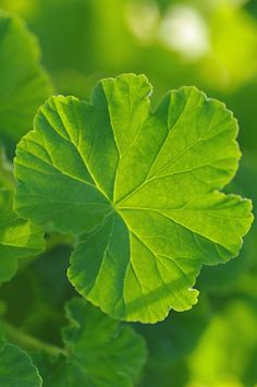 green leaves are shown in the sunlight