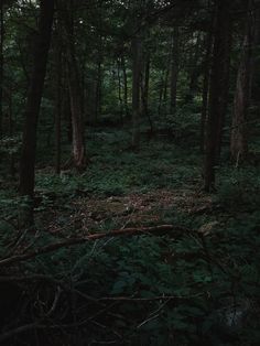 a dark forest with lots of trees and plants on the ground, all lit up by sunlight