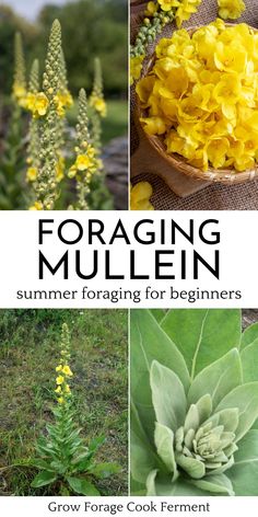 the cover of foraging mullen's summer foraging for beginners