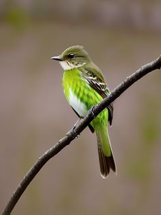 a small green bird sitting on top of a tree branch