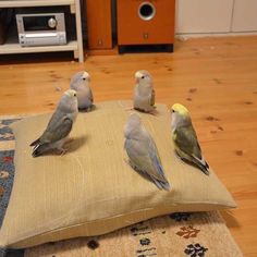 four birds sitting on top of a pillow on the floor