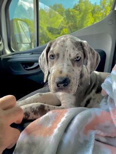 a dog is sitting in the back seat of a car with its head resting on someone's hand