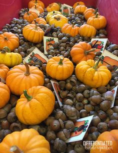 pumpkins and acorns on display in a red container with tags attached to them