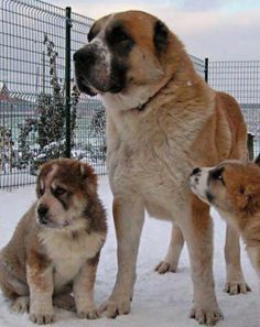 three dogs are standing in the snow near a fence