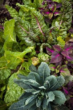 an assortment of green and purple plants in a garden