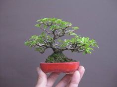 a small bonsai tree in a red bowl