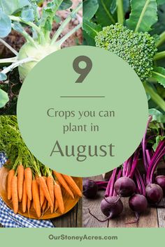 carrots and broccoli with the words 9 crops you can plant in august