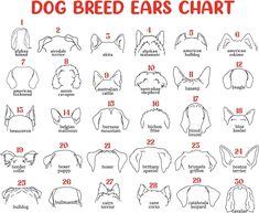 the instructions for how to make dog ears chart