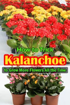 how to trick kaanchoe to grow more flowers all the time