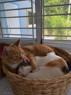 an orange and white cat laying in a wicker basket on the window sill