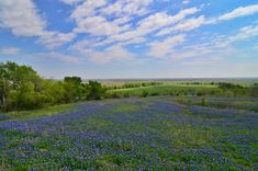 a field full of blue flowers under a partly cloudy sky with trees in the distance