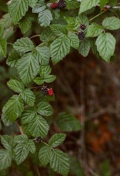 berries and leaves are growing on the tree