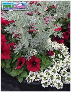 red and white flowers are in a pot with green leaves on the bottom, and silver foliage at the top