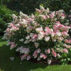 pink and white flowers are blooming in the garden